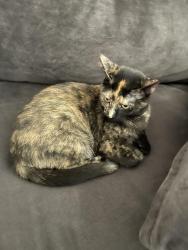 Lost Female Cat last seen Jacquard and 207th St, Lakeville, MN 55044