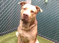 Shelter Stray Male Dog last seen , Downey, CA 90242
