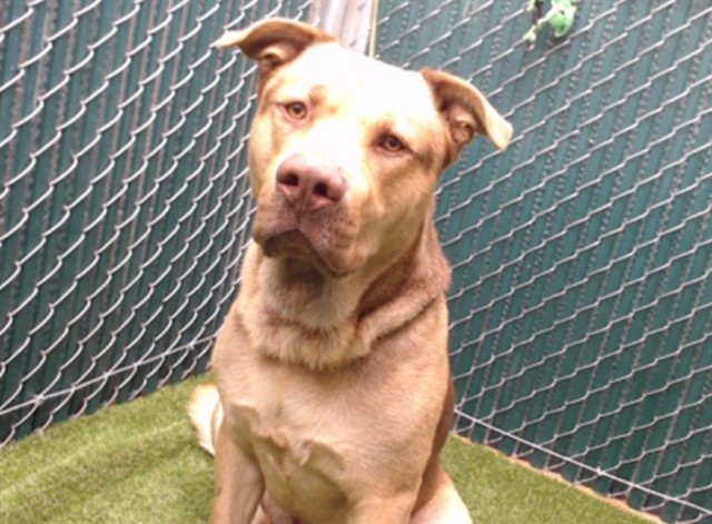 Shelter Stray Male Dog last seen , Downey, CA 90242
