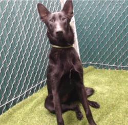 Shelter Stray Female Dog last seen , Downey, CA 90242