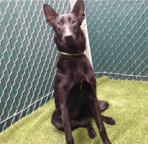 Shelter Stray Female Dog last seen , Downey, CA 90242