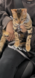 Lost Female Cat last seen Bell rd and Stephanie dr , Channahon, IL 60410