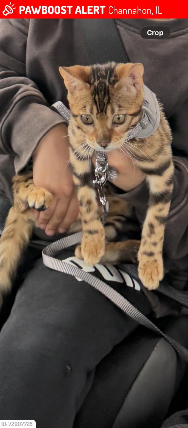Lost Female Cat last seen Bell rd and Stephanie dr , Channahon, IL 60410