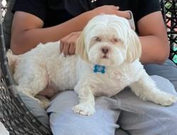 Reunited Male Dog last seen Near paden’s chase way , Lawrenceville, GA 30044