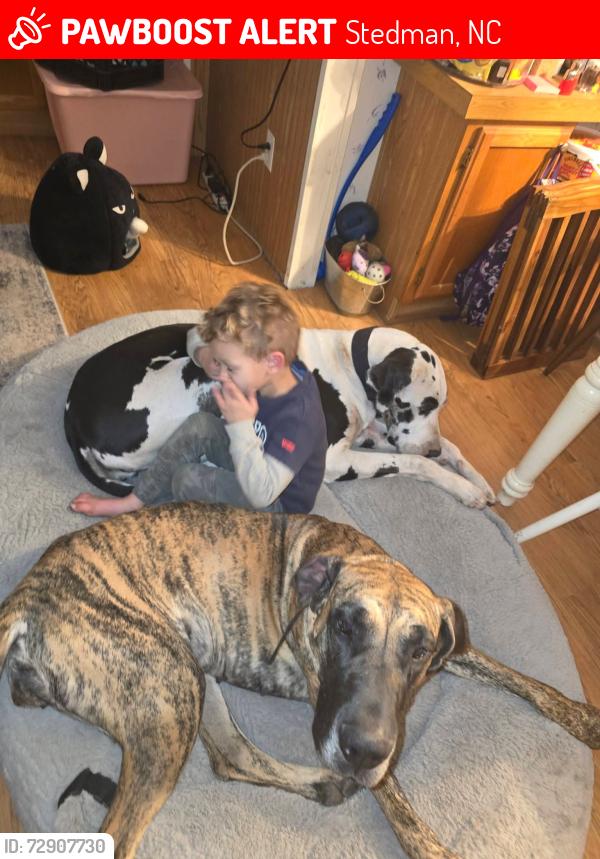 Lost Female Dog last seen Clinton Rd and John Nunnery, Stedman, NC 28391