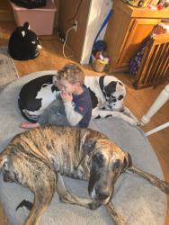 Lost Female Dog last seen Clinton Rd and John Nunnery, Stedman, NC 28391