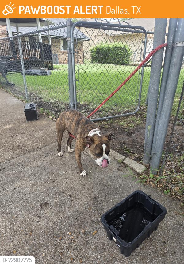 Found/Stray Female Other last seen Kirnwood, Dallas, TX 75232