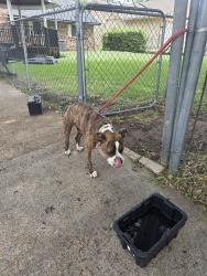 Found/Stray Female Other last seen Kirnwood, Dallas, TX 75232