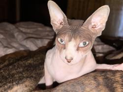 Lost Male Cat last seen Near Cameron rd, Moscow, ID 83843