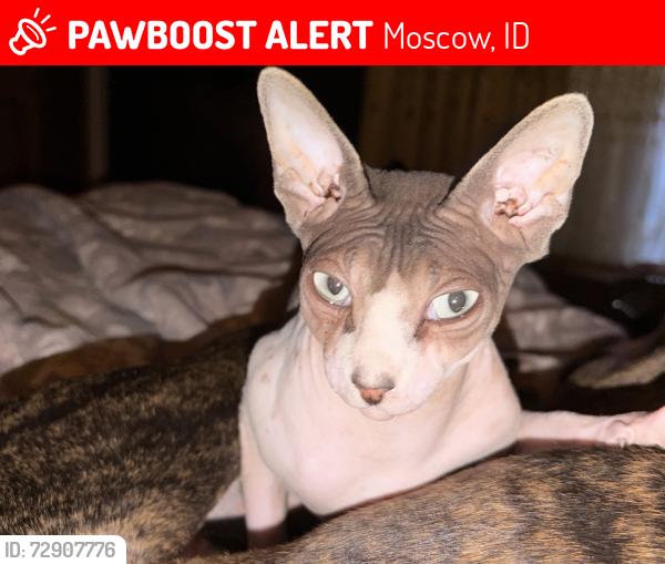 Lost Male Cat last seen Near Cameron rd, Moscow, ID 83843