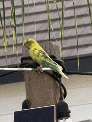 Found/Stray Unknown Bird last seen Mooney & Prosperity, Tulare, CA 93274