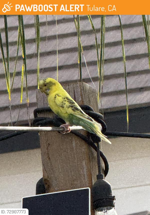 Found/Stray Unknown Bird last seen Mooney & Prosperity, Tulare, CA 93274