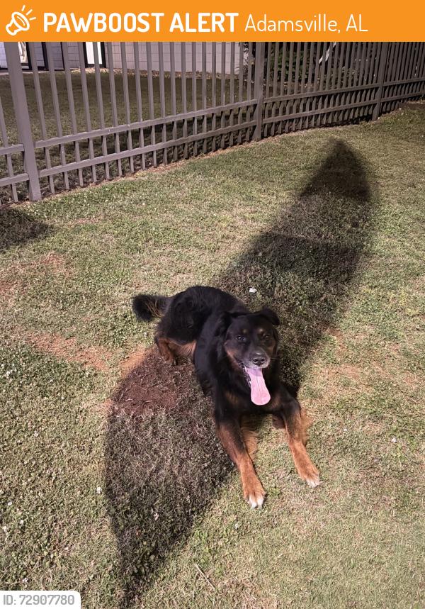 Found/Stray Unknown Dog last seen Decatur al, Adamsville, AL 35005