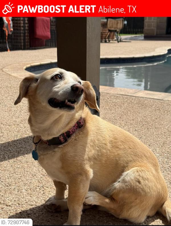 Lost Female Dog last seen Near Biltmore Court, Abilene, TX 79606, Abilene, TX 79606