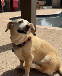 Lost Female Dog last seen Near Biltmore Court, Abilene, TX 79606, Abilene, TX 79606