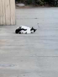 Found/Stray Unknown Cat last seen Within Ardmore Terrace/Circle, Redlands, CA 92374