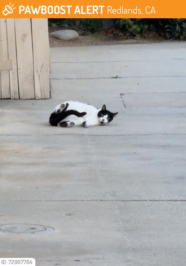 Found/Stray Unknown Cat last seen Within Ardmore Terrace/Circle, Redlands, CA 92374