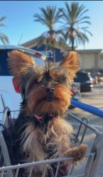 Reunited Female Dog last seen Sierra Park Elementary School , Los Angeles, CA 90032