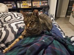 Lost Male Cat last seen Champion way, Georgetown, KY 40324