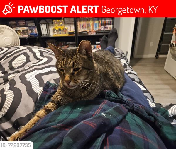 Lost Male Cat last seen Champion way, Georgetown, KY 40324