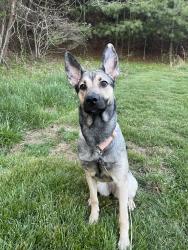 Lost Female Dog last seen cleer creek?, Bristol, VA 24202