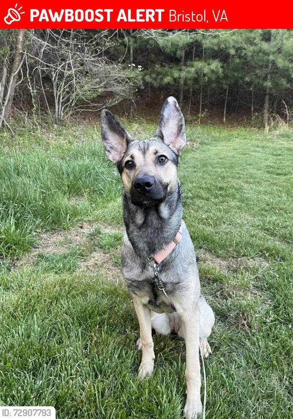 Lost Female Dog last seen cleer creek?, Bristol, VA 24202