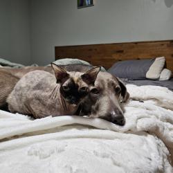 Lost Female Cat last seen Near W Provo Maverick , Provo, UT 84601