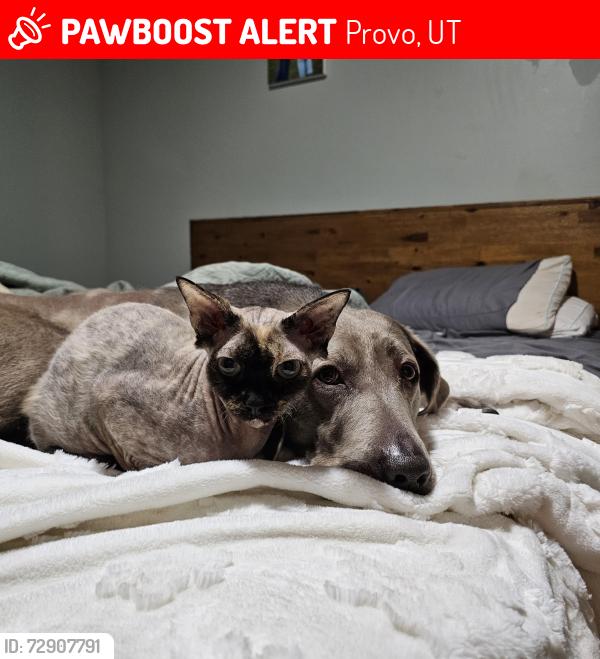 Lost Female Cat last seen Near W Provo Maverick , Provo, UT 84601