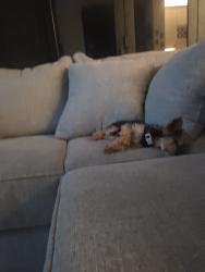 Reunited Male Dog last seen Cattleman Dr and Dandelion St, Corona, CA 92880