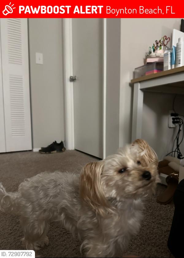 Lost Female Dog last seen Parkside village, Boynton Beach, FL 33426