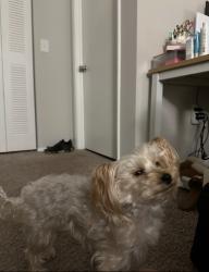 Lost Female Dog last seen Parkside village, Boynton Beach, FL 33426
