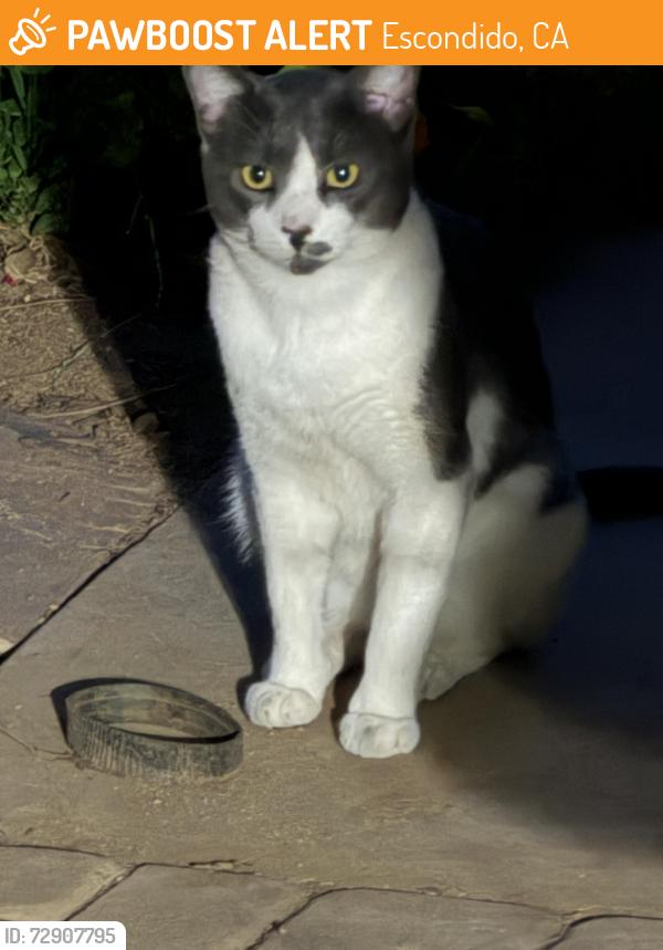 Found/Stray Unknown Cat last seen Avenida Hacienda, Escondido, CA 92029