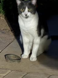 Found/Stray Unknown Cat last seen Avenida Hacienda, Escondido, CA 92029