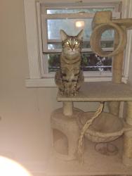 Lost Female Cat last seen 46th and Sawyer Ave , Chicago, IL 60632
