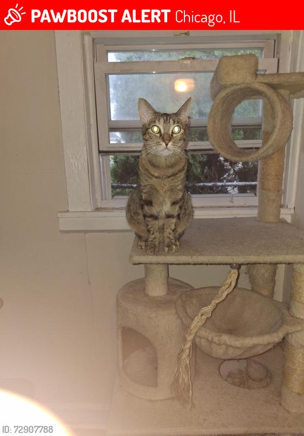 Lost Female Cat last seen 46th and Sawyer Ave , Chicago, IL 60632