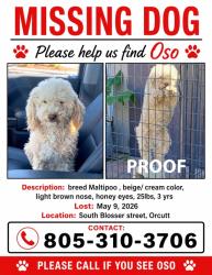 Lost Male Dog last seen Solomon st & Clark , Orcutt, CA 93455