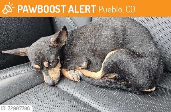 Found/Stray Female Dog last seen Found south on Fort Carson in Pueblo West area, Pueblo, CO 81003
