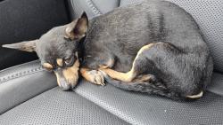 Found/Stray Female Dog last seen Found south on Fort Carson in Pueblo West area, Pueblo, CO 81003