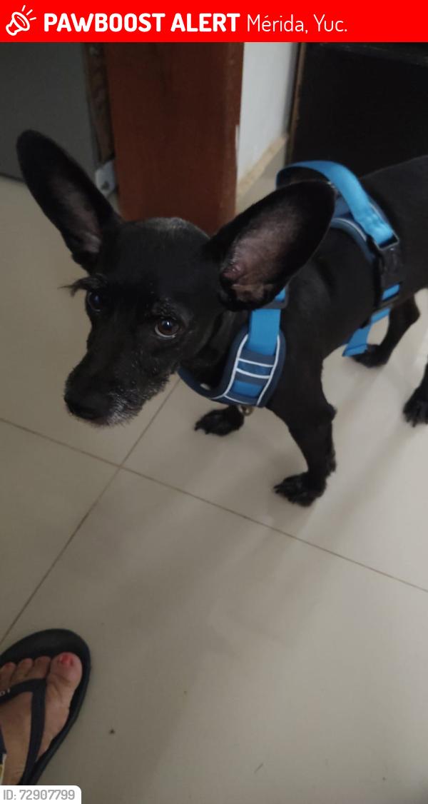 Lost Male Dog last seen Calle 14 sol campestre , Mérida, Yuc. 