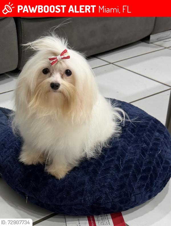 Lost Female Dog last seen Near ST 92 AV wuschester , Miami, FL 33165