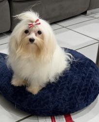 Lost Female Dog last seen Near ST 92 AV wuschester , Miami, FL 33165