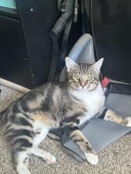 Found/Stray Male Cat last seen Marine Creek Middle school , Fort Worth, TX 76179