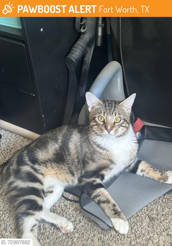 Found/Stray Male Cat last seen Marine Creek Middle school , Fort Worth, TX 76179