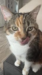 Lost Female Cat last seen Durango/Elkhorn, Las Vegas, NV 89149