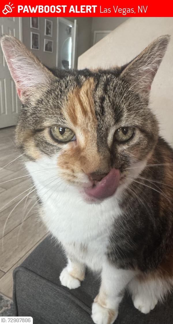 Lost Female Cat last seen Durango/Elkhorn, Las Vegas, NV 89149