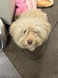 Found/Stray Female Dog last seen NW Expressway and Independence , Oklahoma City, OK 73112