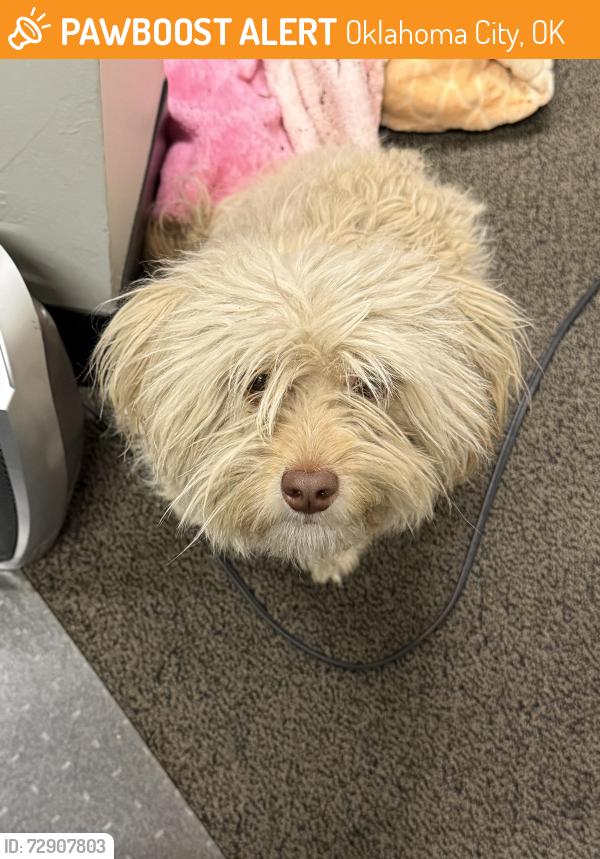 Found/Stray Female Dog last seen NW Expressway and Independence , Oklahoma City, OK 73112