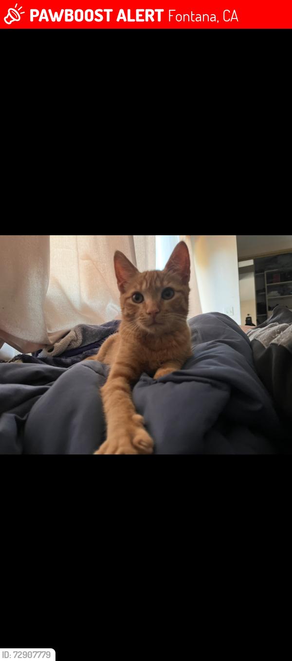 Lost Male Cat last seen Mountain High Dr & Hillcrest Dr, Fontana, CA 92337