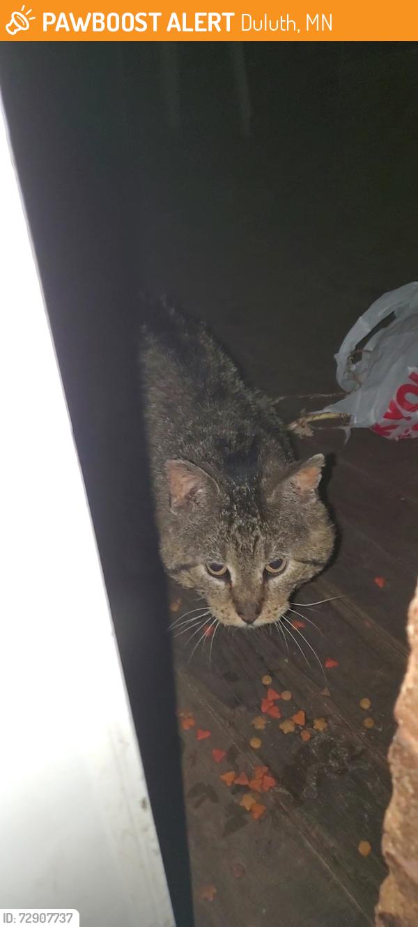 Found/Stray Unknown Cat last seen 7th Ave E and 3rd street duluth , Duluth, MN 55805