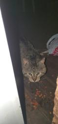 Found/Stray Unknown Cat last seen 7th Ave E and 3rd street duluth , Duluth, MN 55805